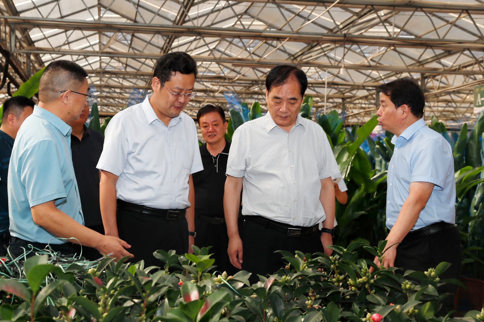            市政协副主席樊福太调研花卉苗木产业和花博会筹办工作        